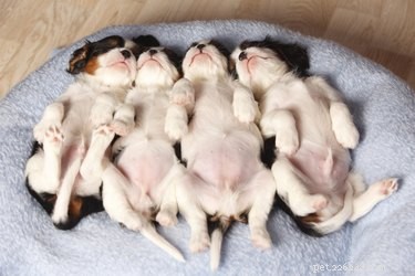 Do Dogs Have Belly Buttons? A Quick Guide to Canine Anatomy