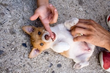 Do Dogs Have Belly Buttons? A Quick Guide to Canine Anatomy