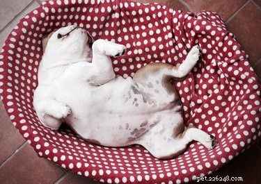 Do Dogs Have Belly Buttons? A Quick Guide to Canine Anatomy
