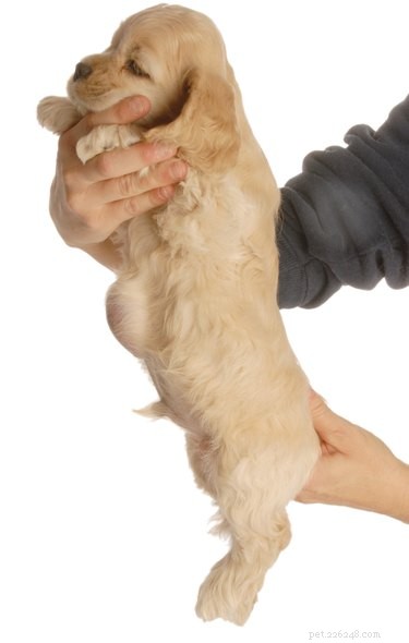 Do Dogs Have Belly Buttons? A Quick Guide to Canine Anatomy