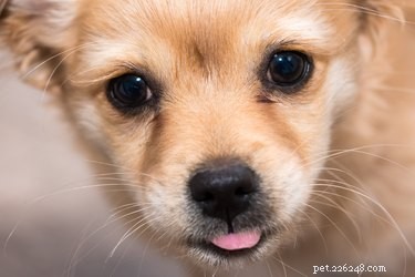The Essential Role of Whiskers in Dogs: Function and Care
