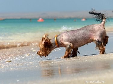 The Essential Role of Whiskers in Dogs: Function and Care