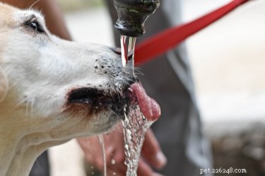 Why Does My Dog Cough After Drinking Water? Common Causes and Solutions