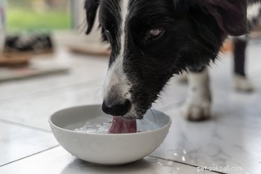 Why Does My Dog Cough After Drinking Water? Common Causes and Solutions
