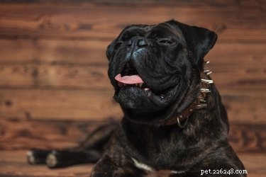 Why Does My Dog Cough After Drinking Water? Common Causes and Solutions