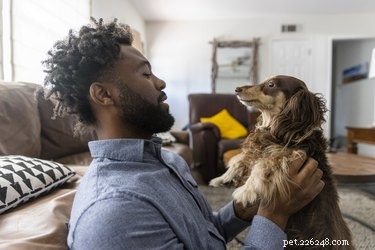 Understanding Cat and Dog Allergies: Causes, Symptoms, and Treatment Options