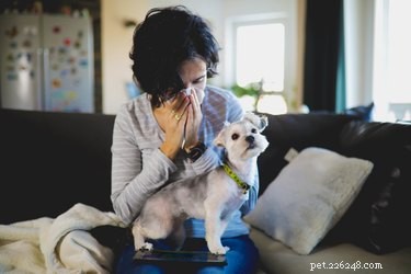 Understanding Cat and Dog Allergies: Causes, Symptoms, and Treatment Options