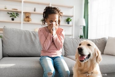 Understanding Cat and Dog Allergies: Causes, Symptoms, and Treatment Options