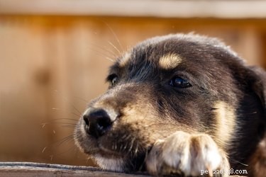 Can Dogs Experience Headaches? Signs, Causes & Care