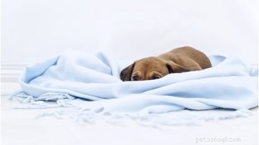 Can Dogs Experience Headaches? Signs, Causes & Care