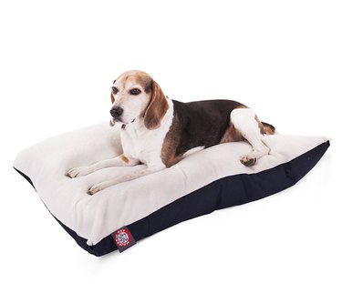 Do Dogs Really Need Their Own Bed? Expert Advice & Tips