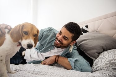 Do Dogs Really Need Their Own Bed? Expert Advice & Tips