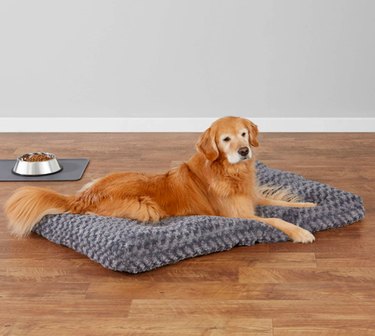 Do Dogs Really Need Their Own Bed? Expert Advice & Tips