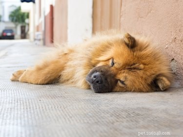 How to Spot Heat Stroke in Your Dog: Key Warning Signs and Immediate Actions
