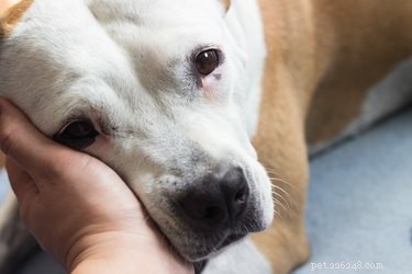 How to Spot Heat Stroke in Your Dog: Key Warning Signs and Immediate Actions