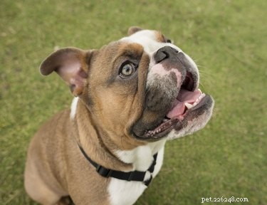 How to Spot Heat Stroke in Your Dog: Key Warning Signs and Immediate Actions