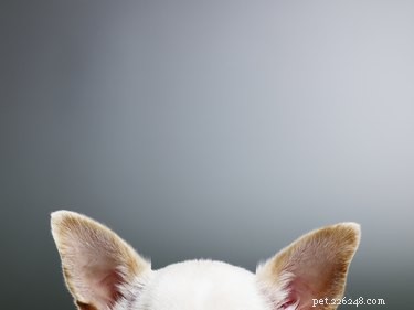 How to Tell If Your Dog Needs a Hearing Test – Expert Advice