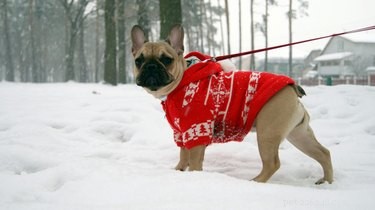 When Should You Dress Your Dog in a Coat? A Guide to Keeping Them Warm