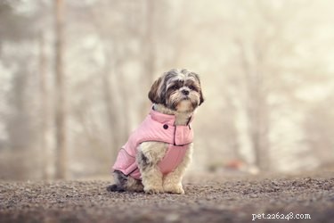 When Should You Dress Your Dog in a Coat? A Guide to Keeping Them Warm