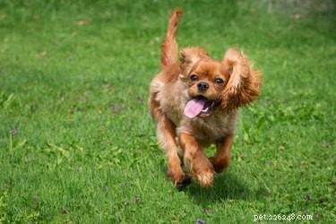 Do Dogs Sweat? How They Cool Down & What Their Sweat Means