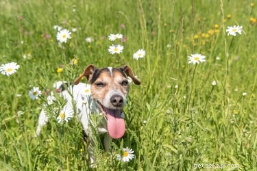 Do Dogs Sweat? How They Cool Down & What Their Sweat Means