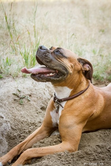 Do Dogs Sweat? How They Cool Down & What Their Sweat Means