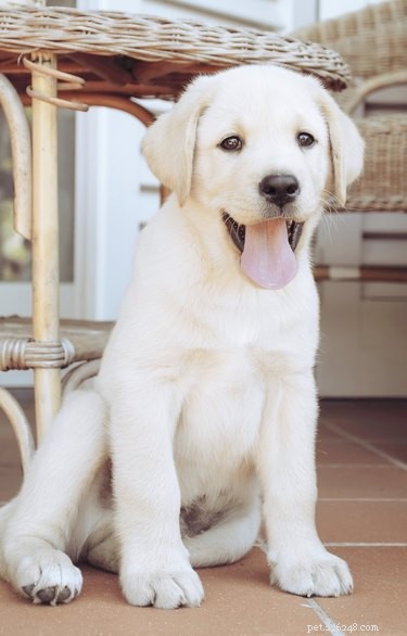 Do Dogs Sweat? How They Cool Down & What Their Sweat Means