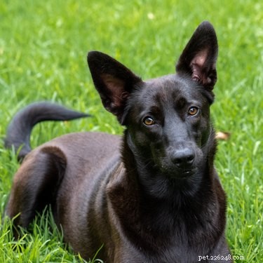 How to Clean Your Dog’s Ears: A Step-by-Step Guide & Frequency Tips