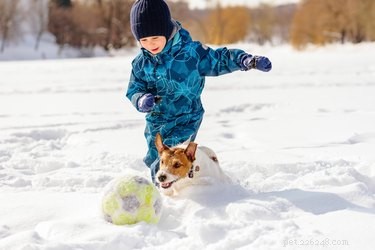 Indoor Workouts: Keep Your Dog Fit on Stormy Days