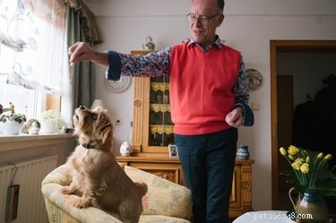 Indoor Workouts: Keep Your Dog Fit on Stormy Days
