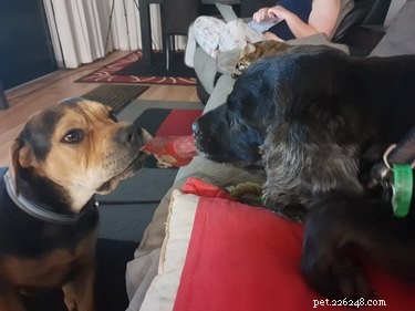 Indoor Workouts: Keep Your Dog Fit on Stormy Days