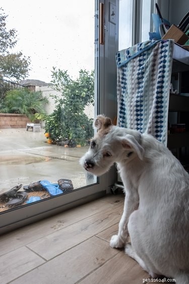 Indoor Workouts: Keep Your Dog Fit on Stormy Days
