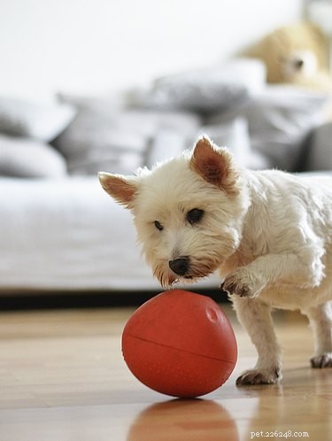 Indoor Workouts: Keep Your Dog Fit on Stormy Days