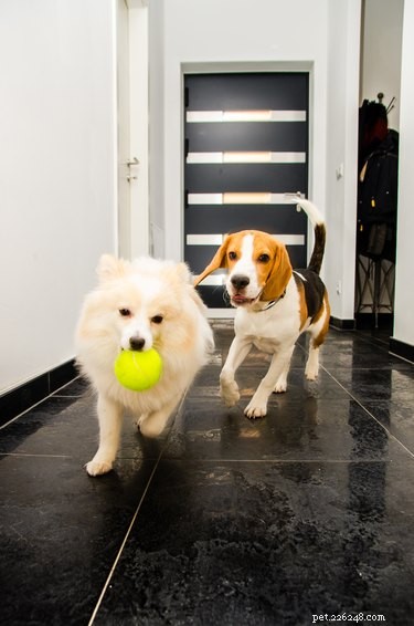 Indoor Workouts: Keep Your Dog Fit on Stormy Days