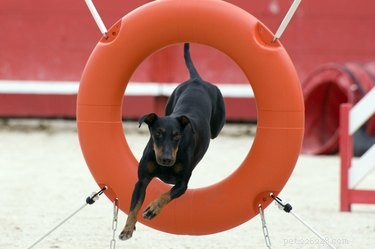 Indoor Workouts: Keep Your Dog Fit on Stormy Days