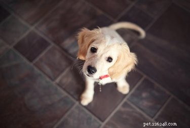 Top Household Hazards Threatening Your Dog’s Safety