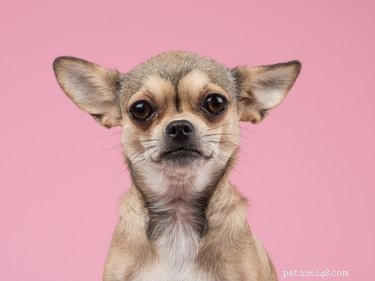 Top Household Hazards Threatening Your Dog’s Safety