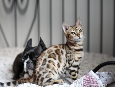 Recognizing & Treating Allergies in Dogs & Cats: Symptoms, Causes, and Care
