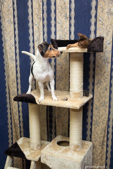 Recognizing & Treating Allergies in Dogs & Cats: Symptoms, Causes, and Care