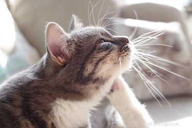 Recognizing & Treating Allergies in Dogs & Cats: Symptoms, Causes, and Care