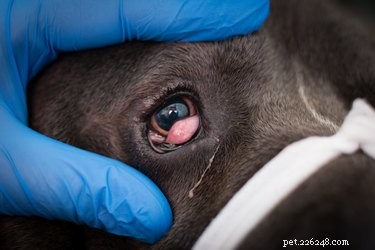 Cherry Eye in Dogs: Causes, Symptoms, and Treatment