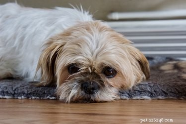 Cherry Eye in Dogs: Causes, Symptoms, and Treatment