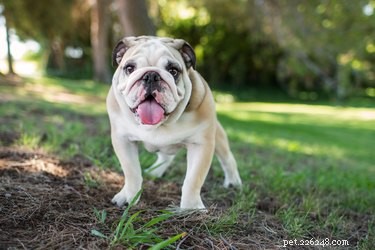 Cherry Eye in Dogs: Causes, Symptoms, and Treatment