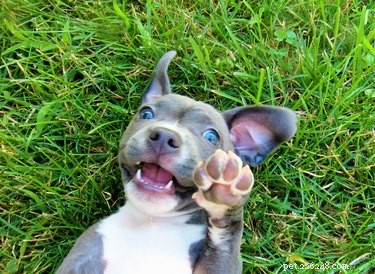 Why Do Dog Feet Smell Like Fritos? Understanding the Common Paw Odor