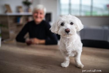 Caring for Senior Dogs with Dementia: Proven Tips for Comfort and Well‑Being
