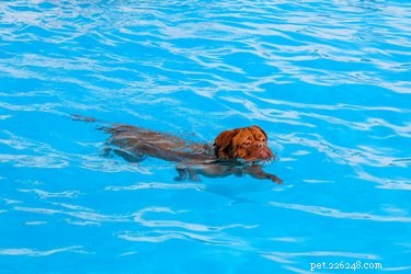 Daily Exercise Guide: How Much Activity Your Dog Truly Needs