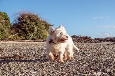 Daily Exercise Guide: How Much Activity Your Dog Truly Needs