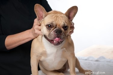 Understanding the Tellington TTouch Method: A Compassionate Approach to Animal Training and Healing