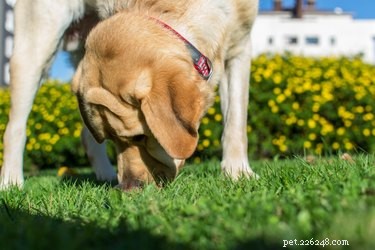 Exploring the Extraordinary Olfactory Power of Dogs