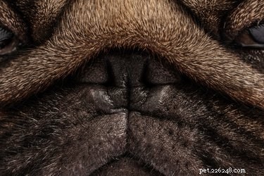 Exploring the Extraordinary Olfactory Power of Dogs